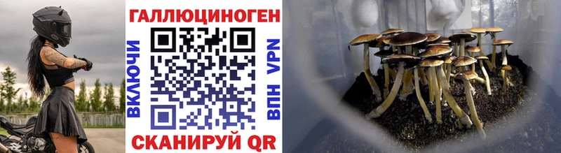 Галлюциногенные грибы Psilocybine cubensis  Уссурийск 